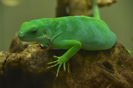 Terrific look at a green scaley Fiji island iguana on a rock.の写真素材