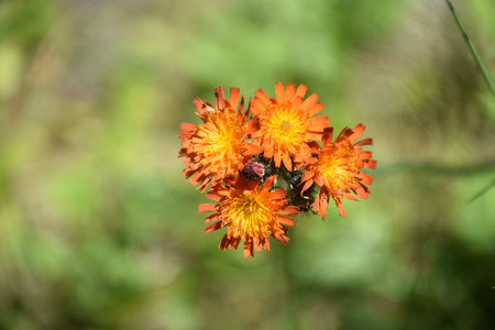 Wild devils paintbrush flowering and blooming in nature in the summer.