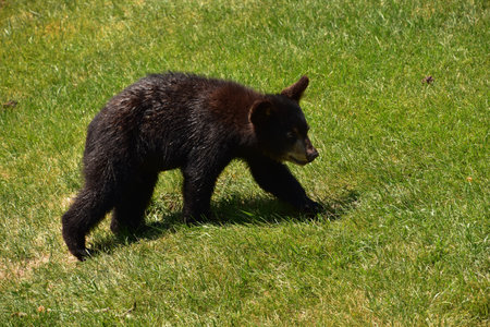 Adorable wandering black bear cub meandering along in a grass field.の写真素材
