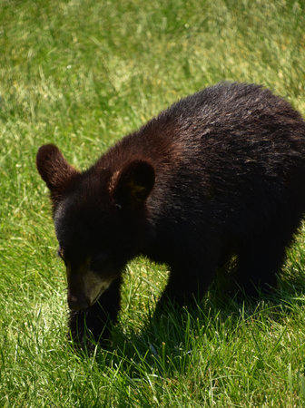 Black bear cub meandering along in a grass field.