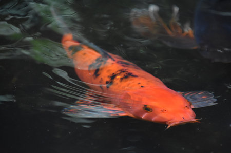 Brilliant dark orange koi fish swimming along under the water.