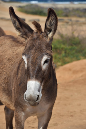 Gorgeous dark brown and white donkey in the desert of Aruba.