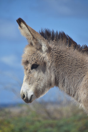Very cute shaggy and fluffy baby wild donkey.