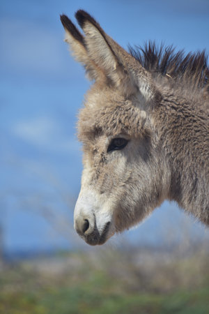 Very cute wild south American donkey baby looking adorable.