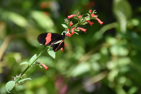 Garden with a pretty black and red butterfly.