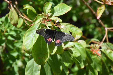Garden with a black butterfly with pink streaks.