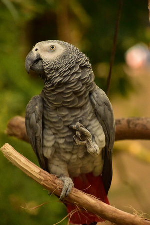 Beautiful stunning capture of an African grey parrot on a wood perch.の写真素材