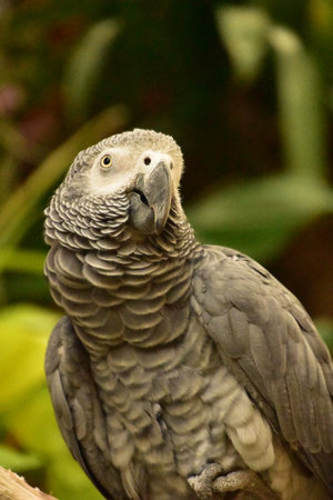Ruffled feathers on the neck of an African grey parrot up close.