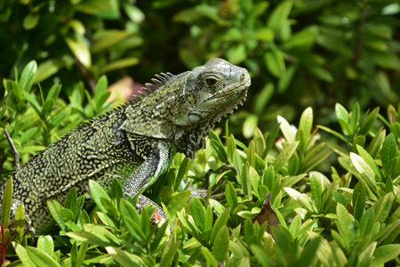 Terrific green iguana crouching in the top of a lush green bush in Aruba.