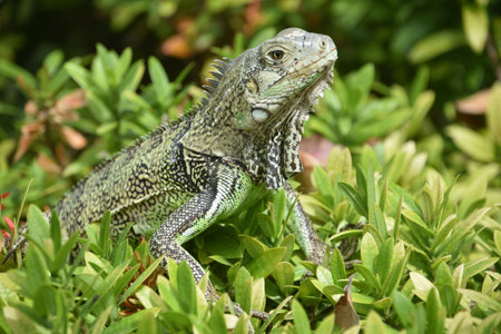 Green iguana creeping through a  bush with his head raised.の写真素材