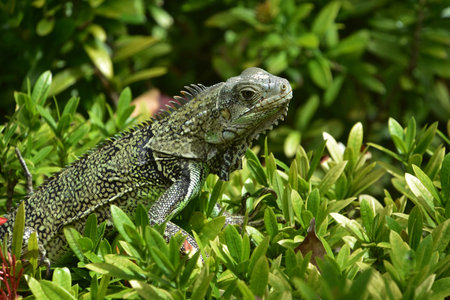 Terrific scaled iguana lizard sitting in the top of a lush green bush.の写真素材