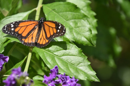 Beautiful wings spread on monarch butterfly in a garden.
