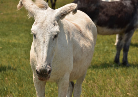 White burro with bent ears in a grass field.