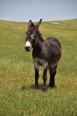 Adorable dark brown burro standing in a field.