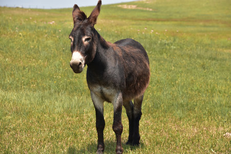 Up close look at a dark brown donkey in a field.