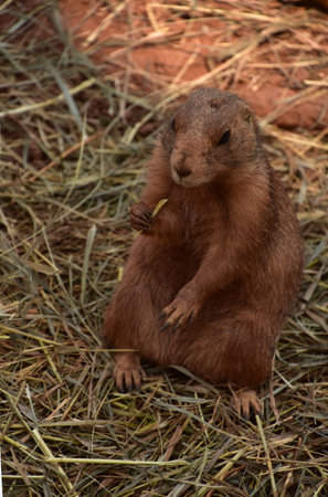 Cute black tail prairie dog with a piece of straw in his paw.
