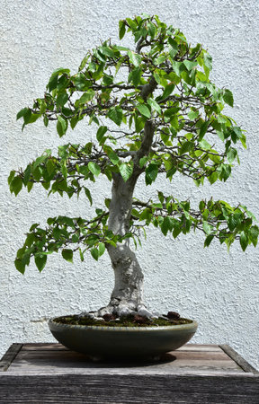Potted beech bonsai tree manicured into a stunning shape.の写真素材