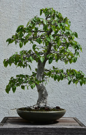 Manicured and cultivated lone bonsai beech tree in a pot.の写真素材