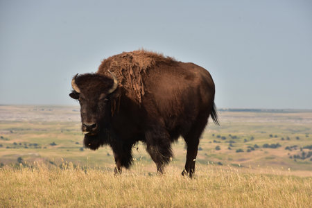 Stunning buffalo on a precipice above a valley in South Dakota.