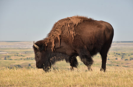 Large grazing shaggy American buffalo on a hill in the summer time.
