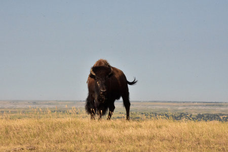 Amazing American buffalo swishing his tail in the heat of the summer.