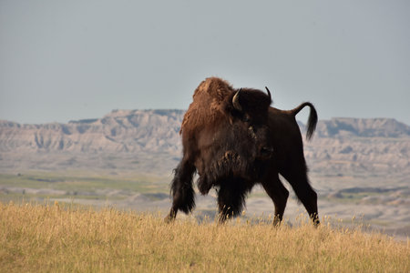 American buffalo standing on a butte above a valley in South Dakota.の写真素材