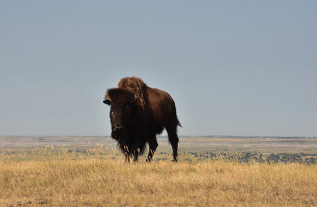 Stunning American Buffalo with a prairie above a valley in South Dakota.の写真素材