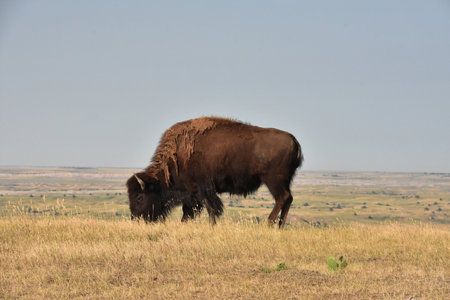 American buffalo grazing on prairie grasses in scenic South Dakota.