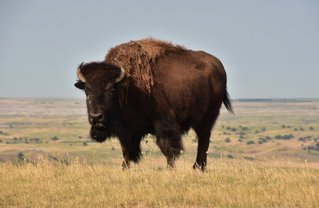 American bison standing on a desolate plain in rural South Dakota.