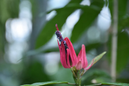 Fantastic up close look at a pink flower blossom.の写真素材