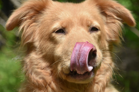 Cute dog licking the tip of his nose on a spring day.の写真素材