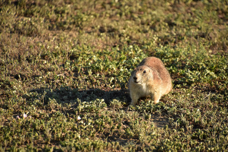Cute black tailed prairie dog in rural South Dakota.