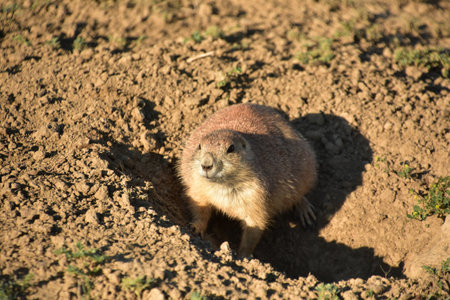 Prairie dog sitting in the opening of his burrow in South Dakota.