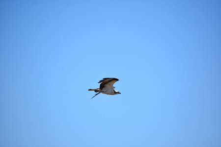 Beautiful gliding osprey raptor flying in pale blue skies of Casco Bay.