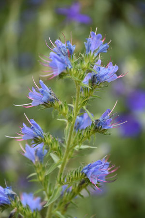 Garden with flowering blue vipers bugloss blooming in the spring time.の写真素材