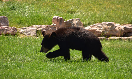 Adorable black bear cub prowling through tall long grasses in the summer.