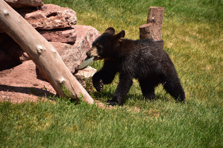 Small black bear cub walking with an object in his mouth.