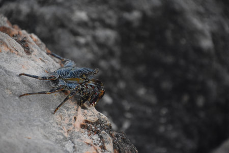 Crab perched and peering over the edge of a limestone rock.