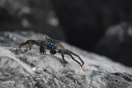 Creeping grey swimming crab perched on a rock in Aruba.の写真素材