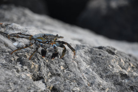 Soft shelled crab on a rock weathered by waves in Aruba.の写真素材
