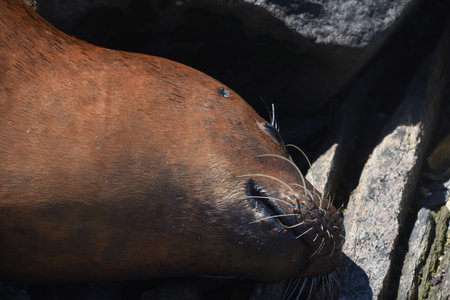 Deceased harbor seal on large rocks up close and personal.の写真素材
