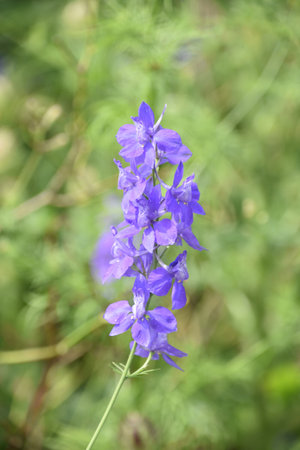 Beautiful up close look at a purple delphinium flowers in a garden.の写真素材