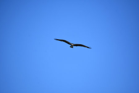 Osprey bird with wings spread in flight against a blue sky.
