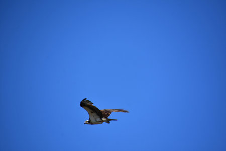 Brilliant blue skies with a flying osprey and ruffled feathers.
