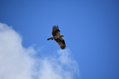 Beautiful flying osprey bird with feathers ruffled and extended in flight.