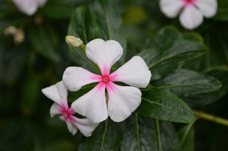Pretty white and pink phlox flowers blooming and flowering in a garden.