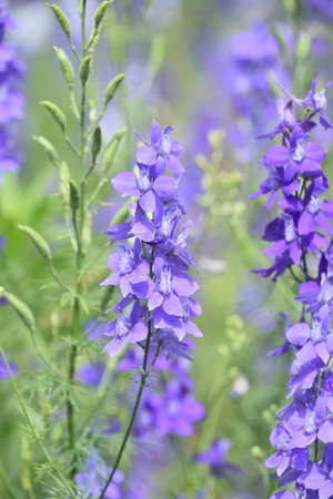 Perennial garden with blooming purple delphinium flowers and seed pods.