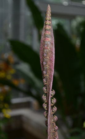 Spiraling and spinning seed pod with a twist up to the sky.