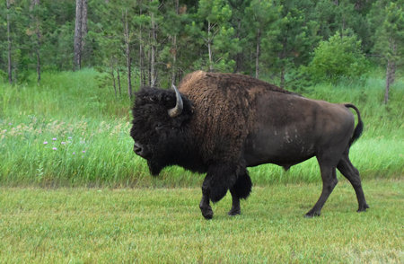 Male buffalo strutting through a grass field by a forest.の写真素材