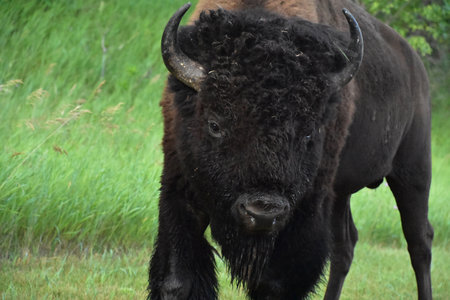 Stunning look directly into the face of an American Buffalo.